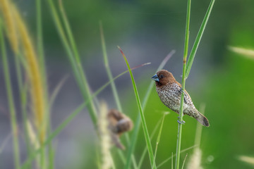 Fototapeta premium Scaly-breasted Munia bird (lonchura punctulata) perched at park