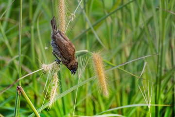 Scaly-breasted Munia bird (lonchura punctulata) perched at park