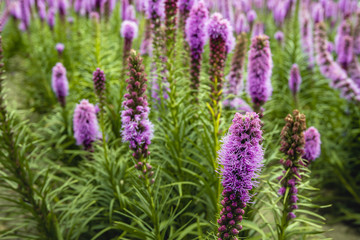 Naklejka premium Purple flowering Liatris spicata plants from close