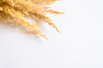 bunch of ears poaceae pampas grass on white background
