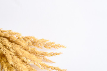 bunch of ears poaceae pampas grass on white background