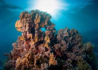 coral reef and fishes