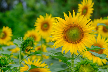 Sunflower natural background. Sunflower blooming. Close-up of sunflower.