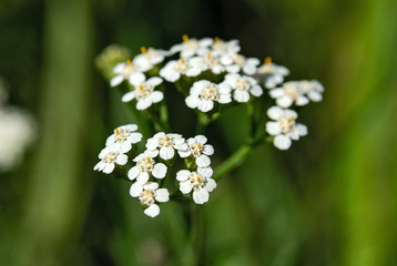 Small white flowers on a blurry green background