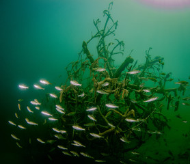 Fototapeta na wymiar fish in aqua