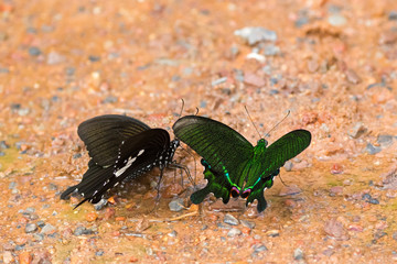 Paris Peacock, Black and white Helon, swallowtail butterfly in green feeding on wet muddy ground at Khao Yai, Thailand