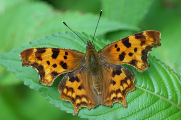 Fototapeta na wymiar Comma Butterfly (Polygonia c-album)