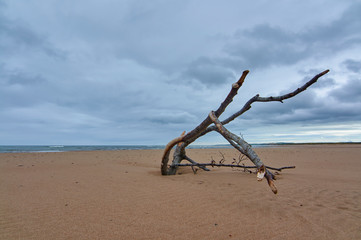 Driftwood on the beach at the St Cyrus NNR on a wet July Day in Summer, with low dark rain threatening clouds. Aberdeenshire, Scotland.