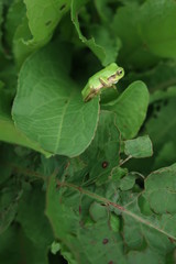 Japanese tree frog on leaf