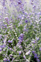 Naklejka premium Lavender field somewhere in the hungarian countryside.