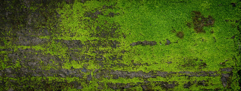 2 370 Best Moss Texture Images Stock Photos Vectors Adobe Stock