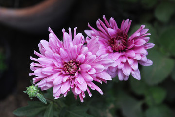 Fototapeta premium pink flowers - Chrysanthemum 
