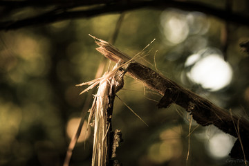 Broken branch in the forest