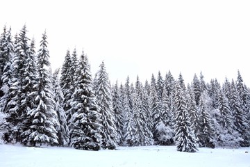Fototapeta premium a fir forest in winter