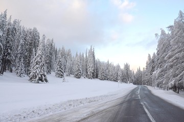 a road among the pine trees covered with snow