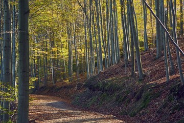 Forest trail with colorful autumn leaves and sunlight