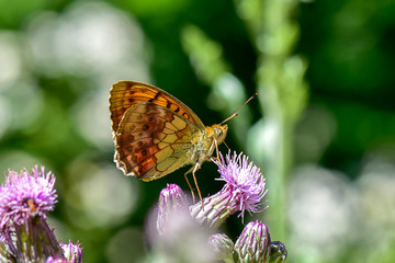 butterfly on flower