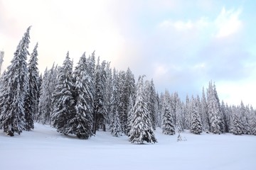 a fir forest in winter