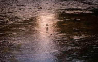 samotna dzika kaczka na środku rzeki