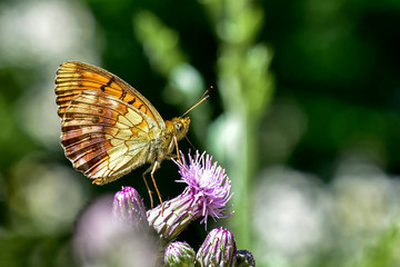butterfly on flower