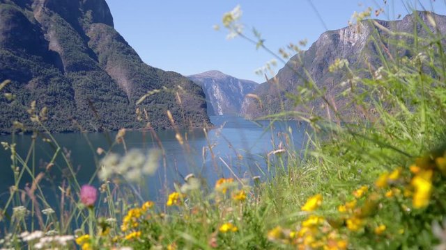 4k cinematic footage. Beautiful top view to the Aurlandfjord, Norway. Colorful meadow with flowers swinging in the wind.