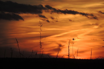 Fototapeta premium sunset over field