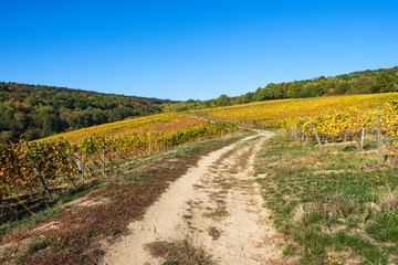 Naklejka premium Wanderung auf dem Rheinsteig im Rheingau durch die Weinberge im Herbst