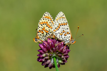 butterfly on flower