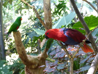 Eclectus multicolor en Loro parque