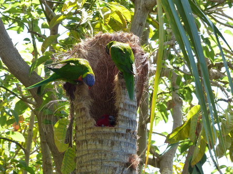 Loritos arcoiris en Loro Parque