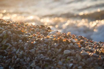 Wave spatter on shells. Sea shore in the summer.