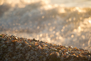 Wave spatter on shells. Sea shore in the summer.