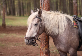 Obraz premium Portrait of a horse