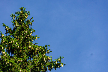 Beautiful young cones of yellow color and last year's brown on branches of top of ordinary Christmas tree against blue cloudless sky. Beauty of Russian nature in Moscow region. Place for text.