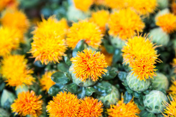 Exotic Yellow FLower