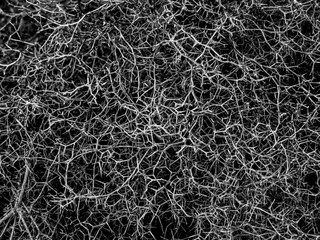 Black and white natural abstract background