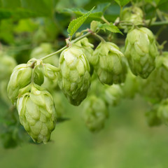 Sprig of hops in the garden. Organic brewing product. Soft focus, place for text.