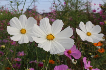 コスモス