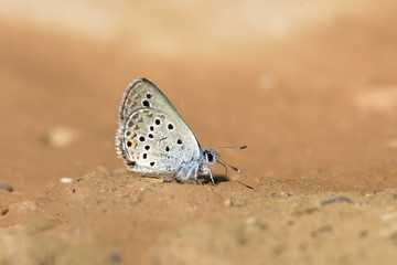 butterfly on leaf