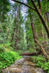 Muir Woods