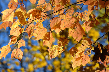 奥日光の森の紅葉
