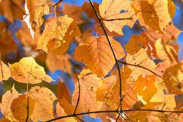 奥日光の森の紅葉