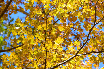 奥日光の森の紅葉