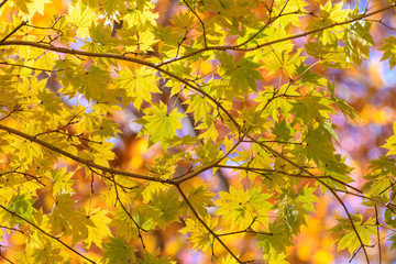 奥日光の森の紅葉
