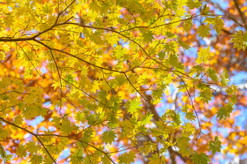 奥日光の森の紅葉