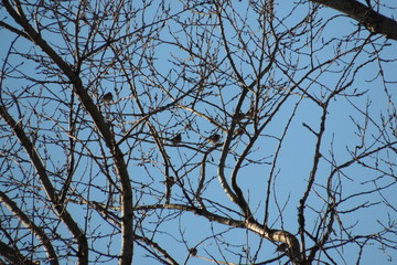 Fototapeta na wymiar branches of a tree against blue sky