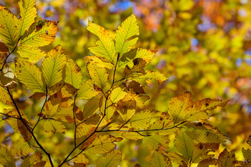 奥日光の森の紅葉