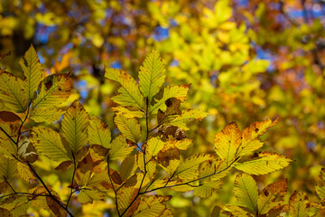 奥日光の森の紅葉