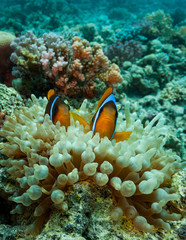Naklejka na ściany i meble coral reef with fish