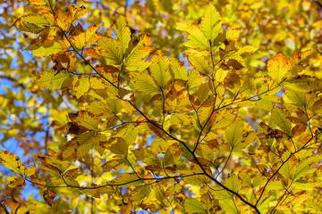 奥日光の森の紅葉
